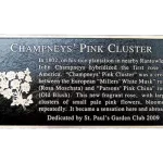 Champneys Pink Cluster Cast Bronze Garden and Bench Plaque Image