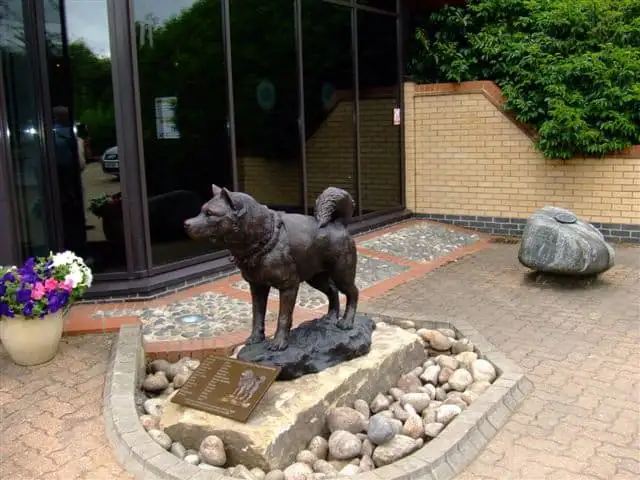 Husky Statue With Bronze Portrait Plaque Image